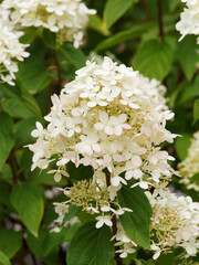 Hydrangea paniculata or panicle hydrangea, big bush of dark-green leaves and canonical panicles of creamy white flowers turning purple pink in autumn 