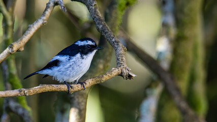 Nature wildlife bird species of Little Pied Flycatcher on perched on a tree branch found in Borneo, Sabah,Malaysia with nature wildlife background
