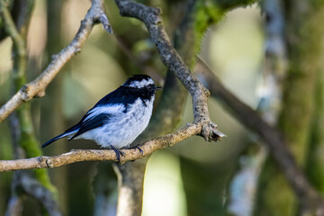 Obraz premium Nature wildlife bird species of Little Pied Flycatcher on perched on a tree branch found in Borneo, Sabah,Malaysia with nature wildlife background