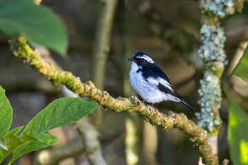 Nature wildlife bird species of Little Pied Flycatcher on perched on a tree branch found in Borneo, Sabah,Malaysia with nature wildlife background