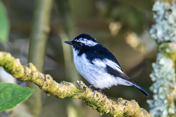 Nature wildlife bird species of Little Pied Flycatcher on perched on a tree branch found in Borneo,...