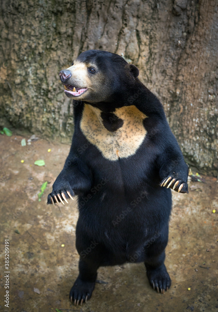 Wall mural sun bear relaxing in nature.