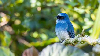 Beautiful blue color bird known as Rufous Vented Flycatcher perched on a tree branch at nature habits in Sabah, Borneo
