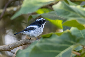 Nature wildlife bird species of Little Pied Flycatcher on perched on a tree branch found in Borneo, Sabah,Malaysia with nature wildlife background