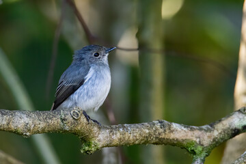 Nature wildlife bird species of Little Pied Flycatcher on perched on a tree branch found in Borneo, Sabah,Malaysia with nature wildlife background