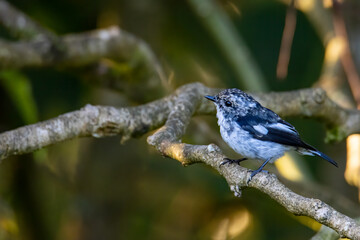 Nature wildlife bird species of Little Pied Flycatcher on perched on a tree branch found in Borneo, Sabah,Malaysia with nature wildlife background