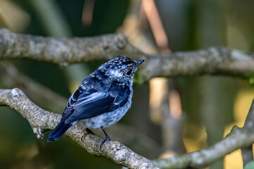 Nature wildlife bird species of Little Pied Flycatcher on perched on a tree branch found in Borneo,...