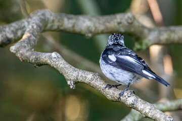 Nature wildlife bird species of Little Pied Flycatcher on perched on a tree branch found in Borneo,...