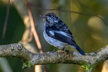 Nature wildlife bird species of Little Pied Flycatcher on perched on a tree branch found in Borneo,...