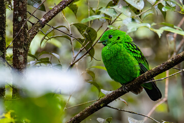 Nature wildlife image of Beautiful bird green broadbill perching on a branch. Whitehead's Broadbill bird endemic of Borneo