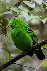Nature wildlife image of Beautiful bird green broadbill perching on a branch. Whitehead's Broadbill bird endemic of Borneo