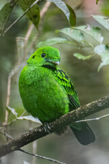 Nature wildlife image of Beautiful bird green broadbill perching on a branch. Whitehead's Broadbill bird endemic of Borneo