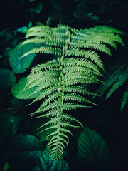 fern leaves
