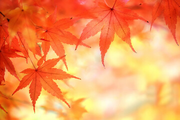 モミジの紅葉
