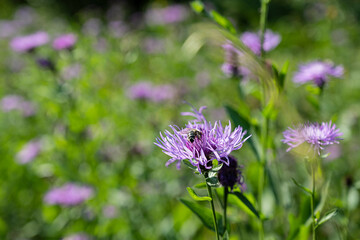 Berg-Flockenblume, Centaurea montana, Schweiz
