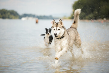 border collie puppy dog and a siberian husky running in shallow water on the beach in summer © Oszkár Dániel Gáti