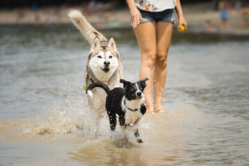 border collie puppy dog and a siberian husky running in shallow water on the beach in summer © Oszkár Dániel Gáti