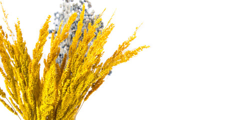 Dried Caspia Flowers on white background