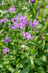 Berg-Flockenblume, Centaurea montana, Schweiz
