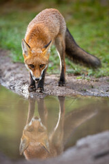 Red fox, vulpes vulpes, looking to the camera reflected on water surface in autumn. Thirsty mammal standing near the splash in vertical composition. Wild orange predator in forest on mud.