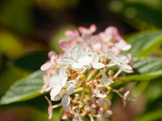 Hydrangea paniculata - Panicle hydrangea, big bush of dark-green leaves and canonical panicles of creamy white flowers turning purple pink in autumn 