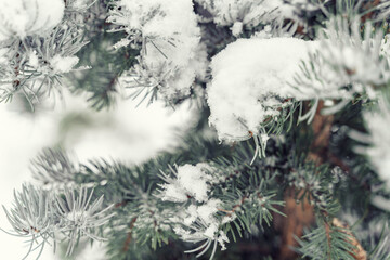 snow-covered branches of a christmas tree close-up
