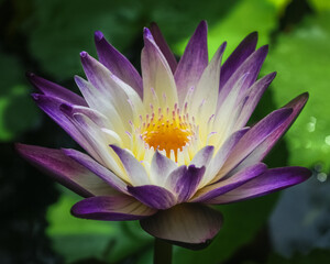 Closeup view of bright purple and white water lily  "purple joy" flower blooming outdoors on dark background