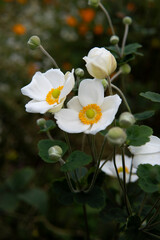 白いシュウメイギク（Anemone hupehensis ）のクローズアップ