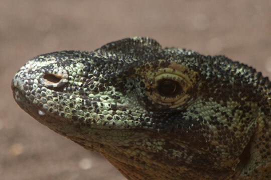 Komodowaran