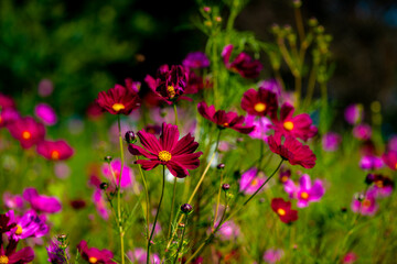 大神のコスモス