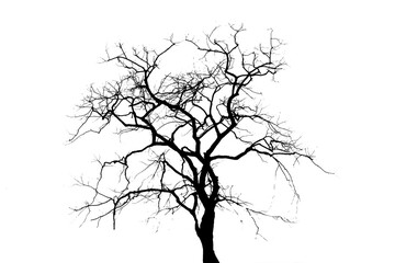 abstract silhouette brabce dry tree isolate on white