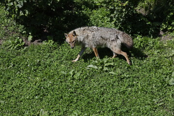 Goldschakal (Canis aureus) Wildtier in der Natur