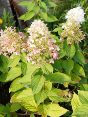 Hydrangea paniculata or panicle hydrangea with spectacular two-tone effect, creamy-white to gradually pink panicles of flowers