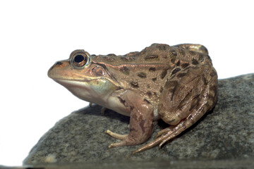 トウキョウダルマガエルを真横から