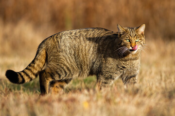 European wildcat, felis silvestris, walking on grass in autumn nature. Brown stripped predator licking mouth on dry meadow in fall on a sunny day. Carnivore mammal moving on field. © WildMedia