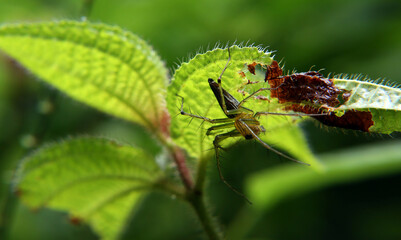dragonfly on a leaf