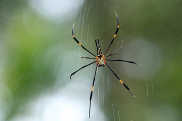 spider on the web