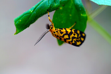the butterfly on a leaf