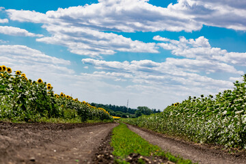 Fototapeta na wymiar A large spacious field with blooming yellow sunflowers with large green leaves. Beautiful blue sky with clouds. Colorful landscape of nature in Russia with a crop of seeds