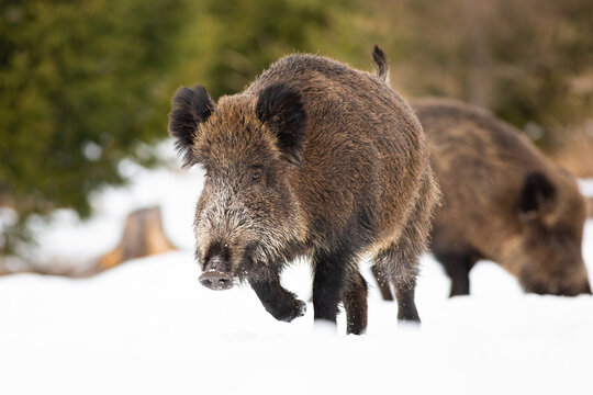 Wild boar, sus scrofa, running on snow in wintertime nature. Brown mammal sprinting on white field. Hairy animal with another in background in motion on glade.