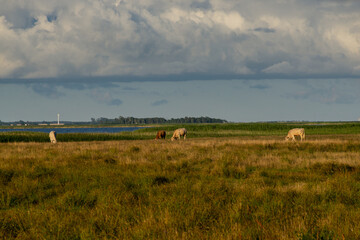 Kühe auf einer Wiese am Bodden