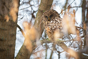 Sleepy ural owl, strix uralensis, sitting on tree in winter nature. Calm bird of prey resting on branch in woodland. Brown wild predator looking on bough.
