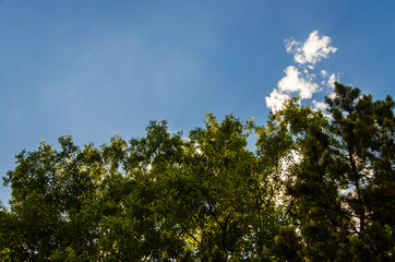 crown of trees from bottom to top. Cumulus clouds over the forest