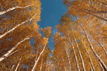 Leaf fall in a birch grove. Birch trees with white trunks, bright yellow leaves, blue sky, shot from below.