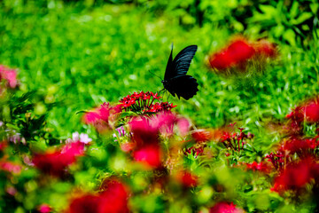 Fototapeta premium ペンタ スとクロアゲハ