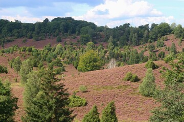 In the Lüneburg heath nature reserve. A famous travel destination for hikers and nature lovers. In...