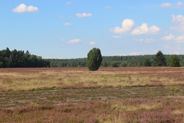 In the Lüneburg heath nature reserve. A famous travel destination for hikers and nature lovers....