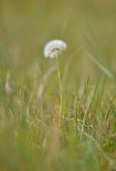 picture Autumn dandelions on a meadow with blurred background