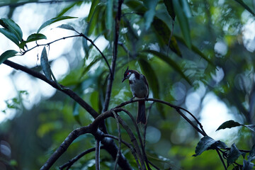 bird on a branch