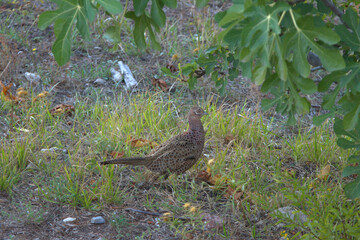 pheasant female in natural environment